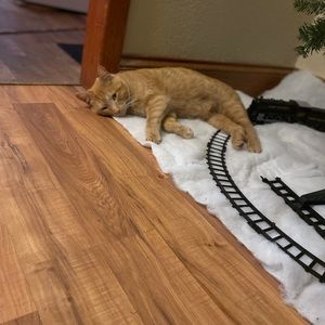 Meet your Posher, Morgan